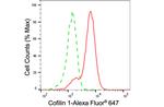 Cofilin Antibody in Flow Cytometry (Flow)