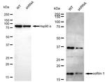 Cofilin Antibody in Western Blot (WB)