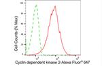 CDK2 Antibody in Flow Cytometry (Flow)