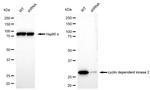 CDK2 Antibody in Western Blot (WB)