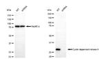 CDK4 Antibody in Western Blot (WB)