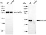 Cyclin E Antibody in Western Blot (WB)