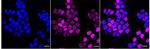 Cyclin E2 Recombinant Rabbit Monoclonal Antibody (24GB4750)