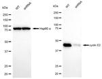 Cyclin E2 Antibody in Western Blot (WB)