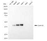 Cyclin E2 Antibody in Western Blot (WB)