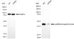 CTH Antibody in Western Blot (WB)