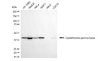 CTH Monoclonal Antibody (24GB5615)
