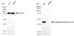 CTH Antibody in Western Blot (WB)
