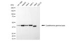CTH Monoclonal Antibody (24GB5620)