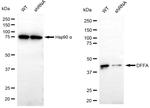 ICAD Antibody in Western Blot (WB)