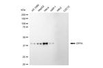 ICAD Antibody in Western Blot (WB)