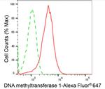 DNMT1 Antibody in Flow Cytometry (Flow)