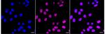 DNMT1 Recombinant Rabbit Monoclonal Antibody (24GB5135)