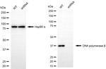 POLB Antibody in Western Blot (WB)
