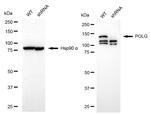 POLG Antibody in Western Blot (WB)