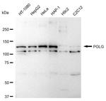 POLG Antibody in Western Blot (WB)