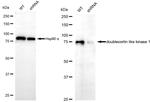 DCLK1 Antibody in Western Blot (WB)