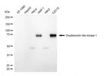 DCLK1 Recombinant Rabbit Monoclonal Antibody (24GB4805)
