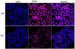 Destrin Antibody in Immunocytochemistry (ICC/IF)