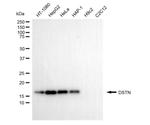 Destrin Antibody in Western Blot (WB)