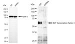E2F4 Antibody in Western Blot (WB)