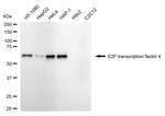 E2F4 Antibody in Western Blot (WB)