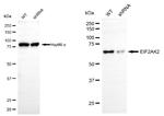 PKR Antibody in Western Blot (WB)