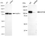 eIF3b Antibody in Western Blot (WB)