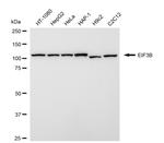 eIF3b Antibody in Western Blot (WB)