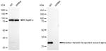ETFA Antibody in Western Blot (WB)