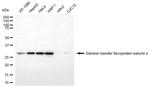 ETFA Antibody in Western Blot (WB)