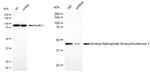 FDFT1 Antibody in Western Blot (WB)