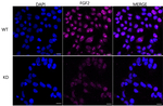 FGF2 Antibody in Immunocytochemistry (ICC/IF)