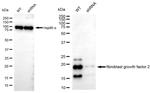 FGF2 Antibody in Western Blot (WB)