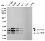 FGF2 Recombinant Rabbit Monoclonal Antibody (24GB4420)