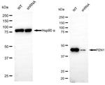 FEN1 Antibody in Western Blot (WB)