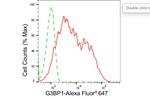 G3BP1 Antibody in Flow Cytometry (Flow)