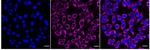 G3BP1 Recombinant Rabbit Monoclonal Antibody (24GB4575)