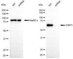 G3BP1 Antibody in Western Blot (WB)