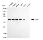 G3BP1 Antibody in Western Blot (WB)