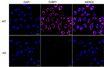 G3BP1 Antibody in Immunocytochemistry (ICC/IF)