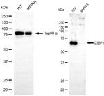 G3BP1 Antibody in Western Blot (WB)