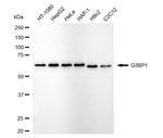 G3BP1 Antibody in Western Blot (WB)
