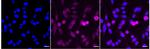 GCLC Recombinant Rabbit Monoclonal Antibody (24GB4860)