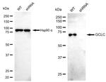 GCLC Antibody in Western Blot (WB)