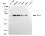 GCLC Antibody in Western Blot (WB)