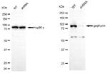 Gephyrin Antibody in Western Blot (WB)