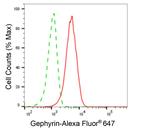 Gephyrin Antibody in Flow Cytometry (Flow)