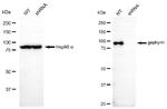 Gephyrin Antibody in Western Blot (WB)