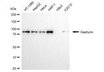Gephyrin Antibody in Western Blot (WB)